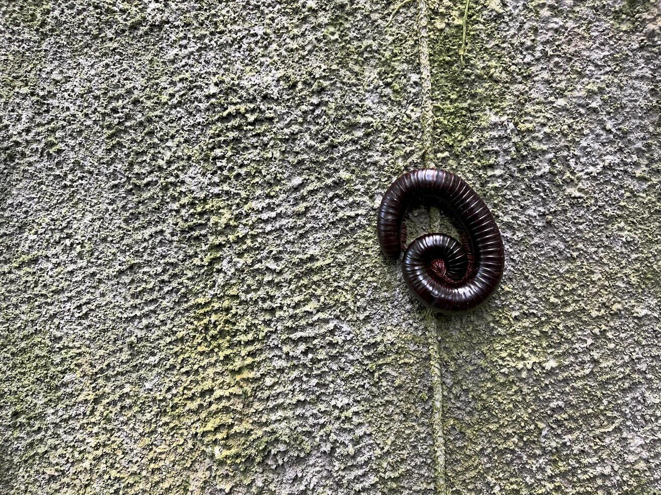 Millipedes circling on the textured wall photo