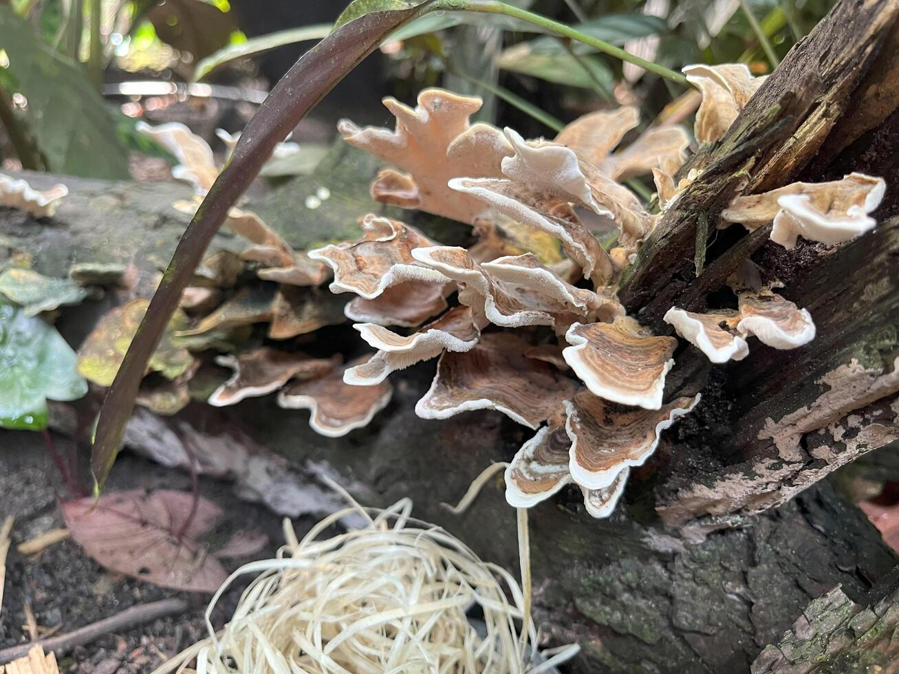 Fungus Woods Mushroom growing on a dead tree. photo