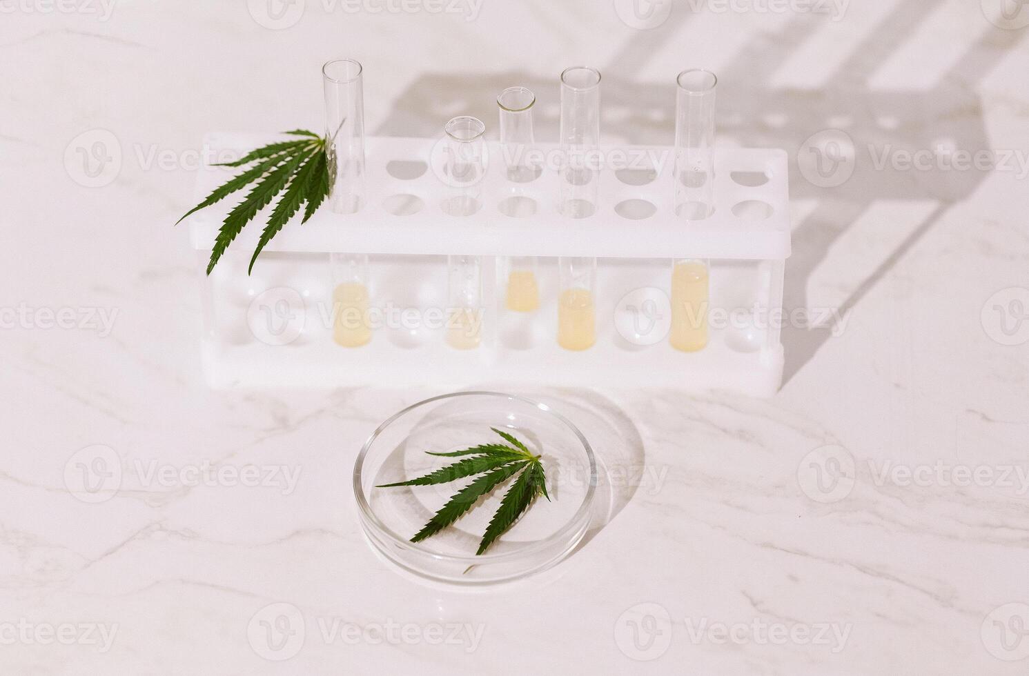 Laboratory test tubes with yellow liquid and a round glass medical container with a cannabis leaf on a beige background. Laboratory instruments with hemp leaves on a marble table. photo