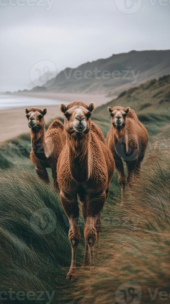 Camels standing in a grass field representing nature and wilderness in daylight. photo