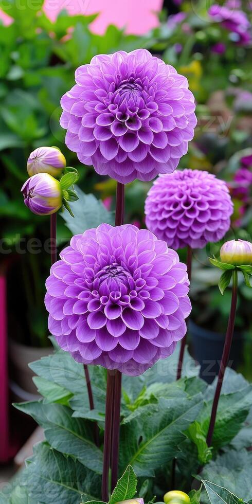 Beautiful purple dahlias in a garden, full bloom state. photo