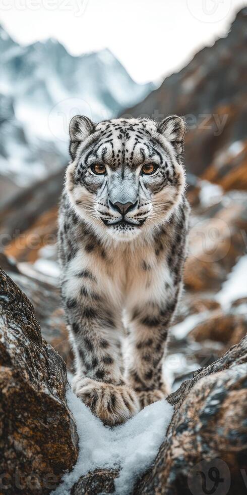 Snow leopard walking in snowy mountain landscape gracefully. photo
