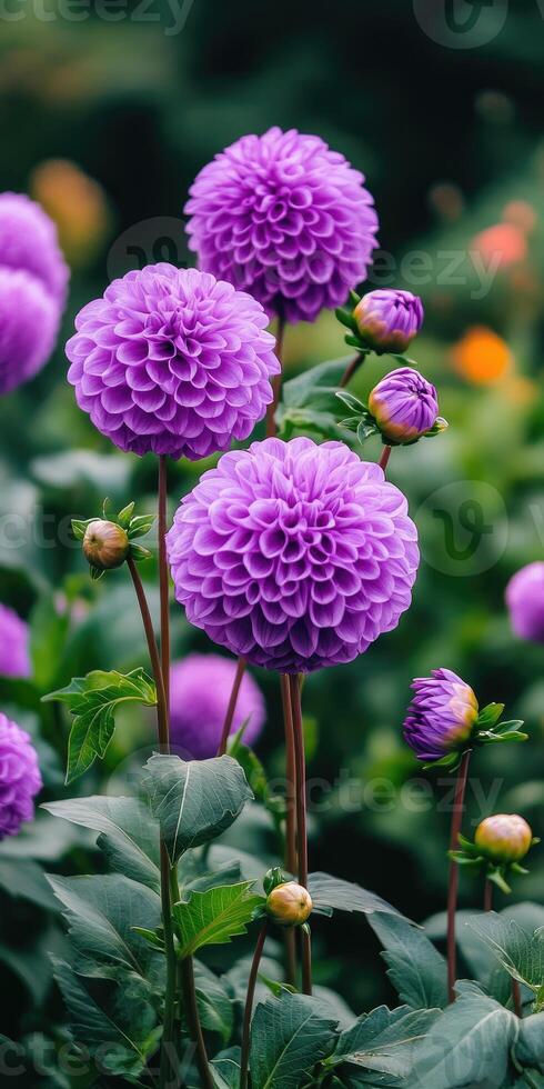 Beautiful purple dahlias in a garden, full bloom state. photo