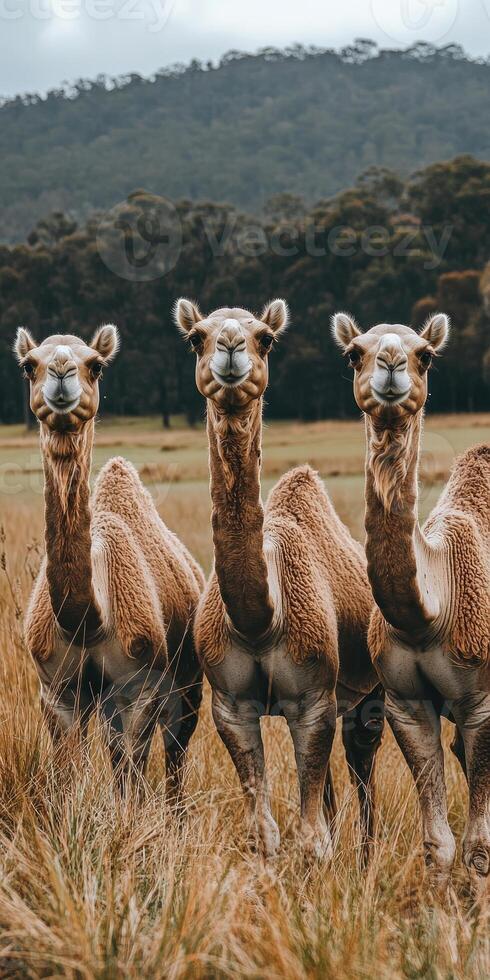Camels standing in a grass field representing nature and wilderness in daylight. photo