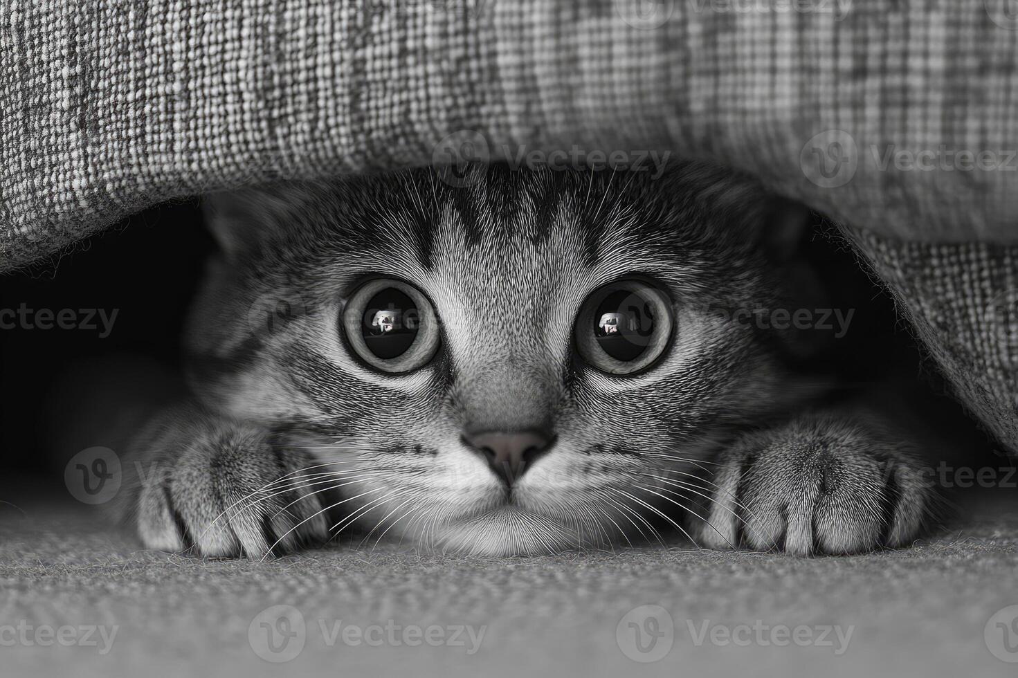 Curious cat hiding underneath furniture looking up with big eyes photo