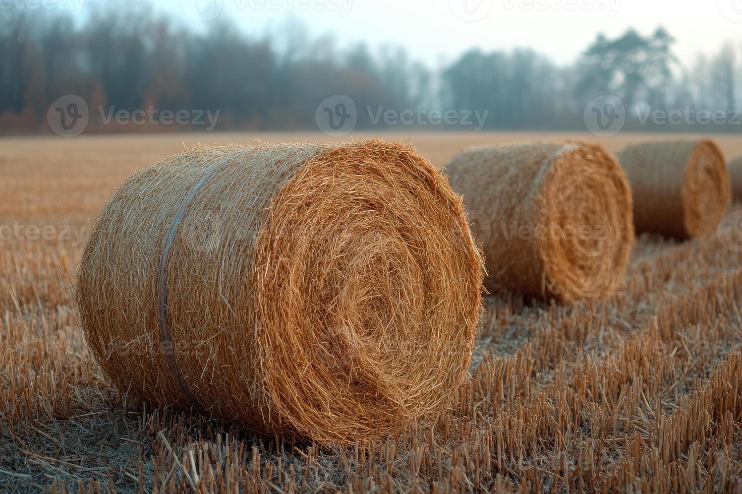 Golden hay bales covered in frost resting on a snowy field at sunset photo