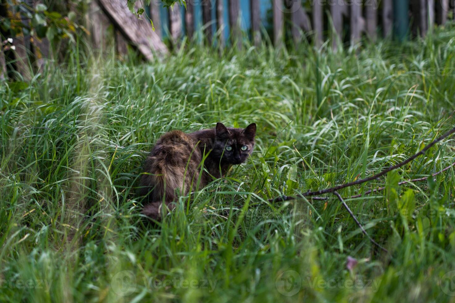 A dark brown cat sits in the tall grass and looks away photo