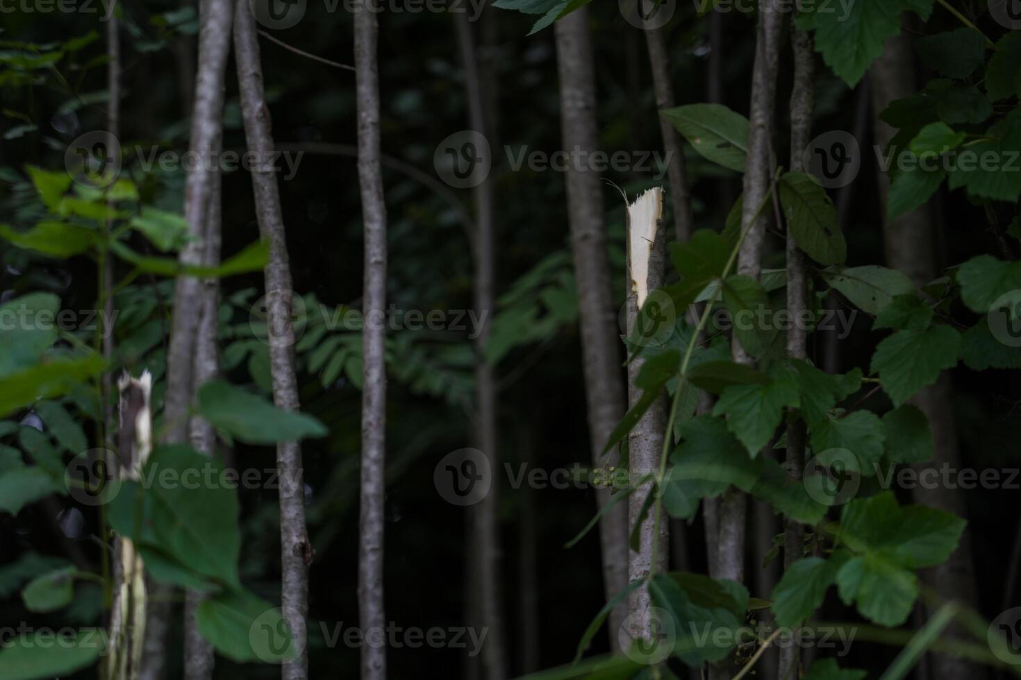 Broken young trees in the forest. Broken young shrub in the forest photo