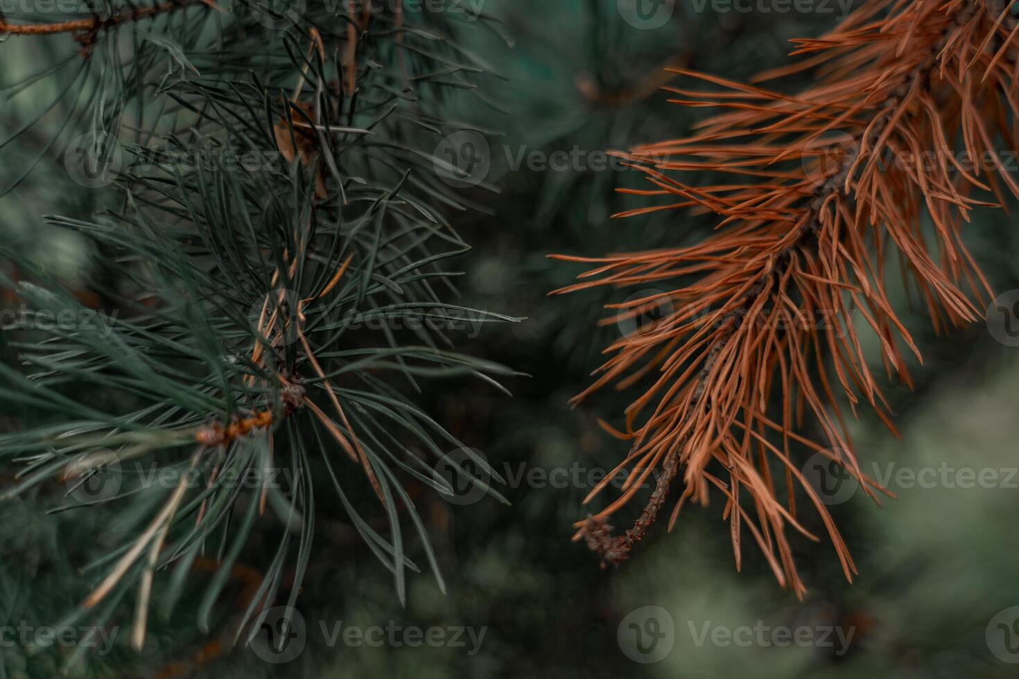 The fir branches are dark green in color. A dry fir branch. Dry fir needles photo