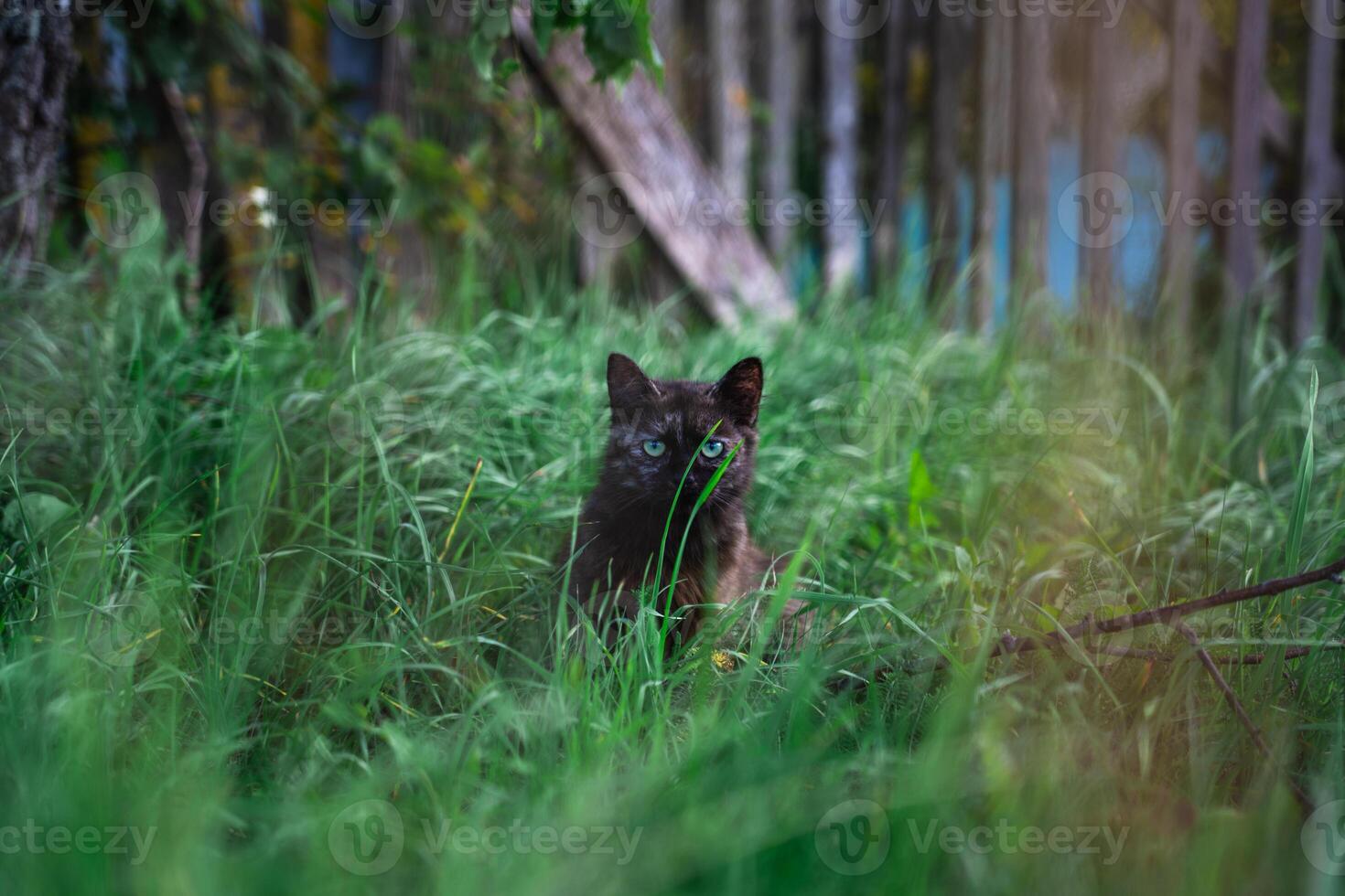 A dark brown cat sits in the tall grass and looks away photo