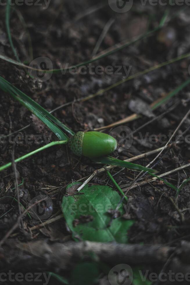 A green acorn lies on the ground in a dark forest photo