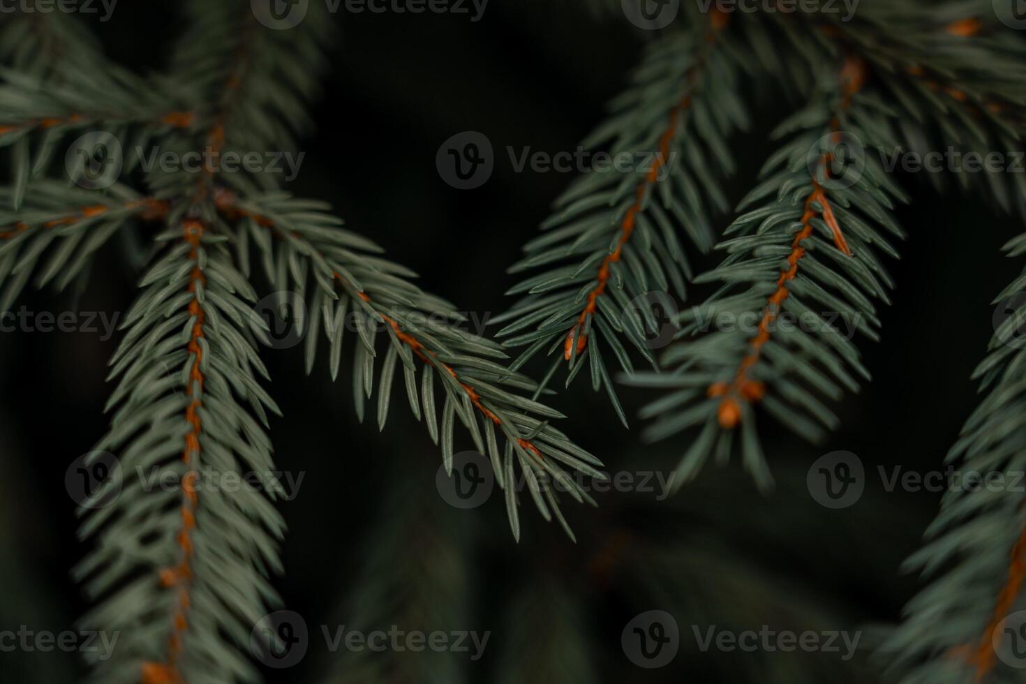 The fir branches are dark green in color. Dark fir branches near photo