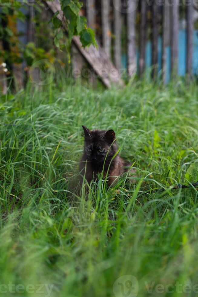 A dark brown cat sits in the tall grass and looks away photo