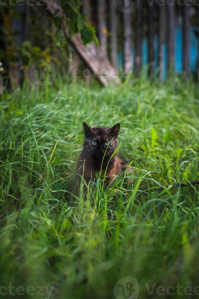 A dark brown cat sits in the tall grass and looks away photo