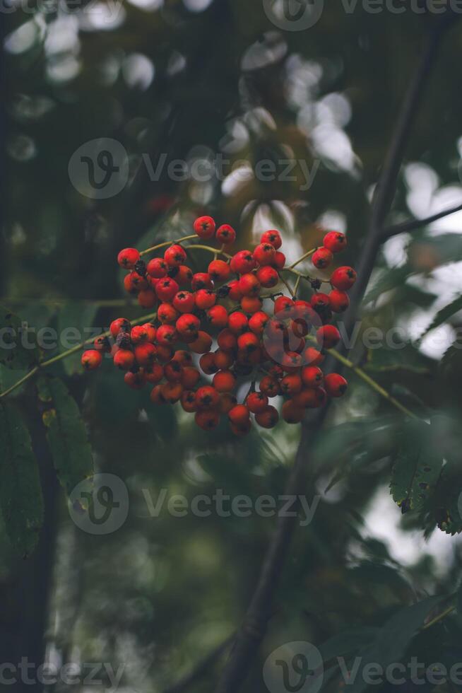 Clusters of mountain ash hang down from a branch photo