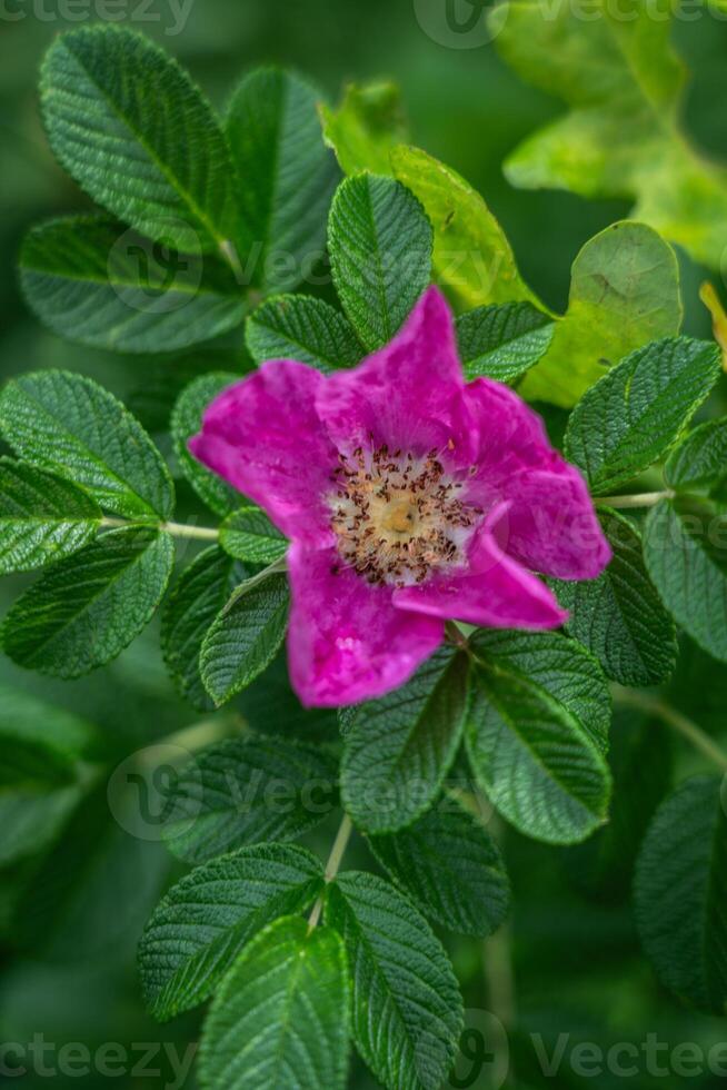 A full-blown rosehip flower grows in forests photo