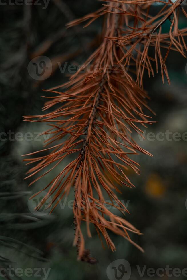 The fir branches are dark color. A dry fir branch. Dry fir needles photo
