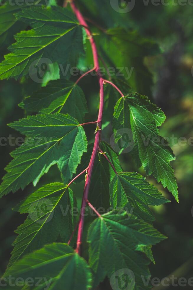 A tree branch and leaves on it nearby. Grass background. Background leaves photo