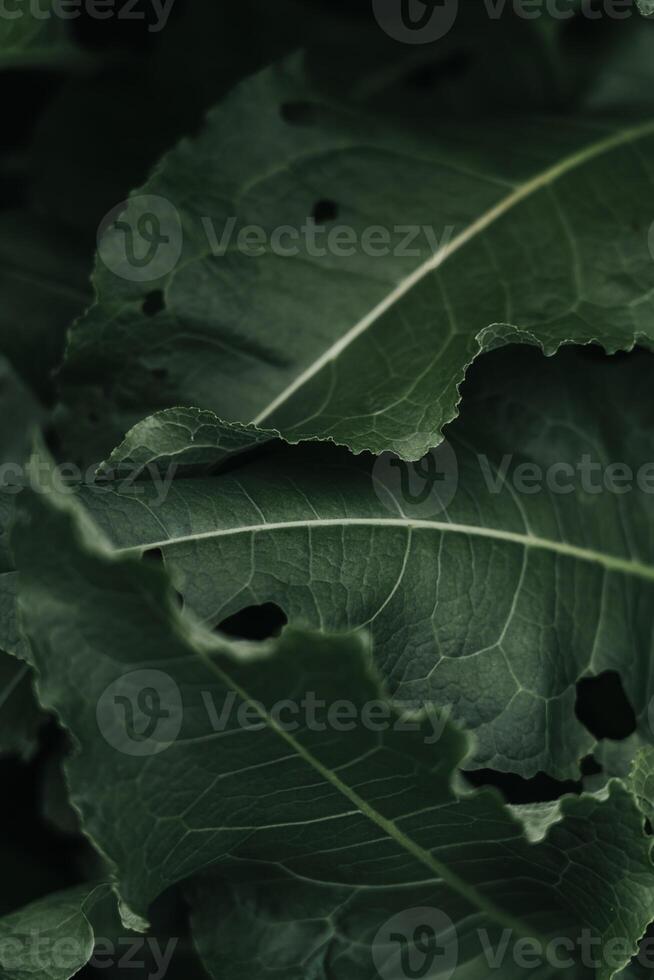 Dark large grass leaves nearby. Dried grass. Low contrast. Grass background photo