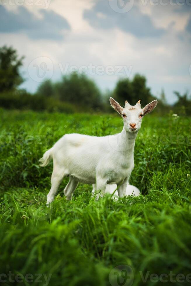 A curious, cute goat is looking at me A kid in a field, in the thick tall grass photo