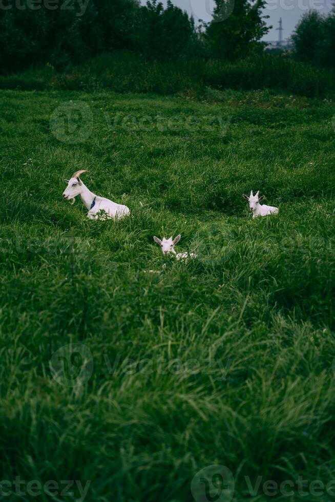 The goat and the kids are lying in the thick, tall, green grass. Baby goats photo