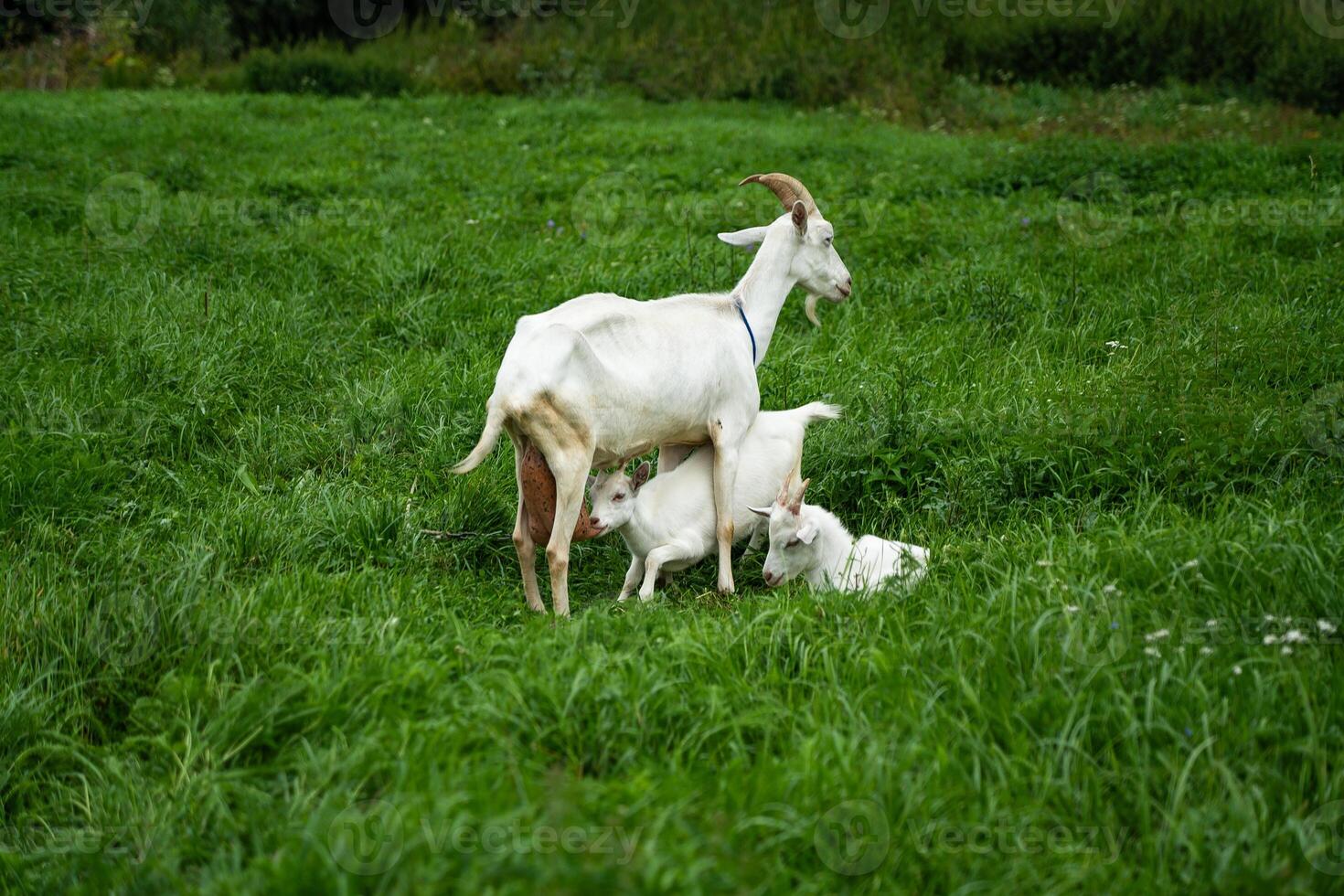 A goat feeds a kid. A goat and baby goats graze in the thick, tall grass photo