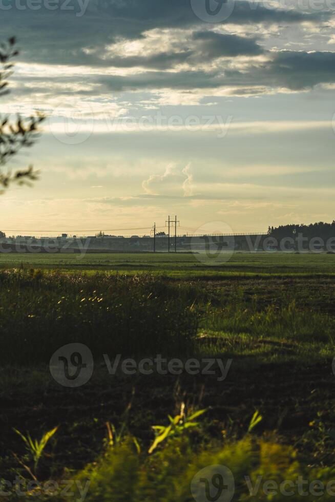 A green farmer's field in the evening at sunset. Fog over a green field photo
