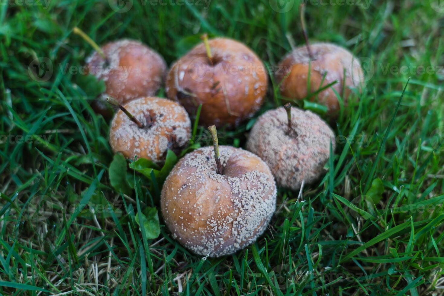 Six rotten apples stacked in a pyramid lie in the thick grass photo