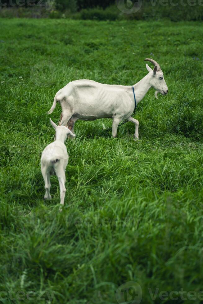 The goat and the kids are lying in the thick, tall, green grass. Baby goats photo