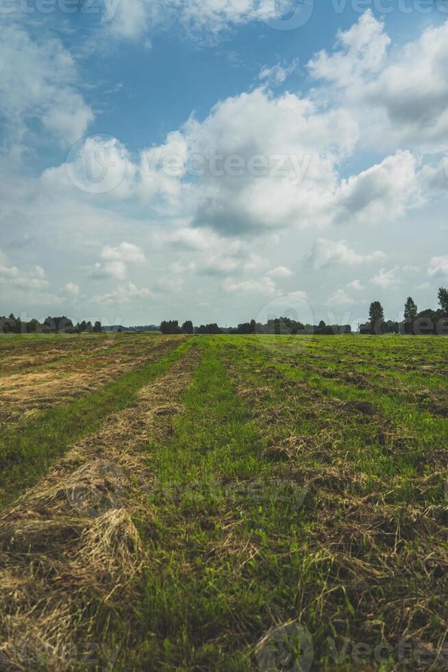 Mown and dried grass in a field in the village photo