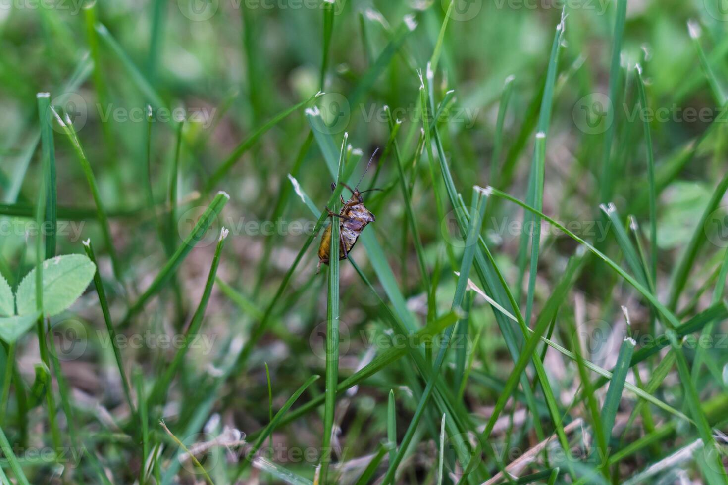 Brown marmorated stink bug is sitting on the grass. An insect in the grass photo