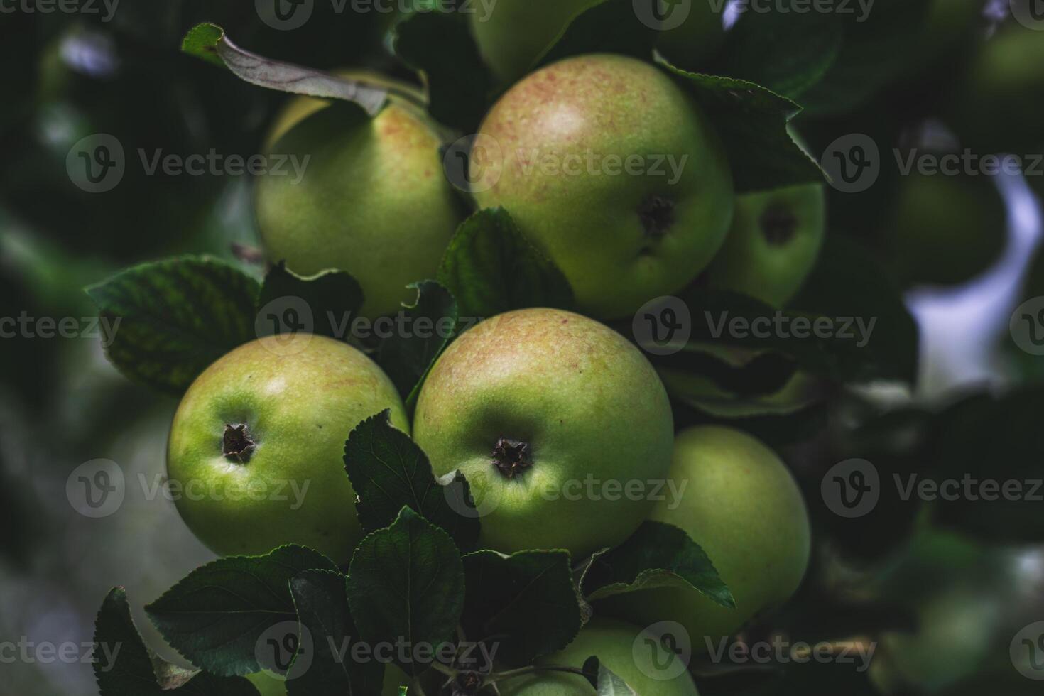 There are many apple trees on the branch. A young, fertile apple tree. Apples photo