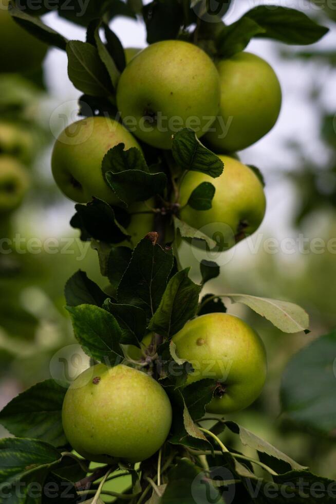 There are many apple trees on the branch. A young, fertile apple tree. Apples photo