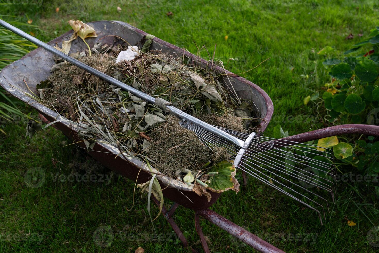The garden wheelbarrow is completely filled with garden garbage. Dry grass photo