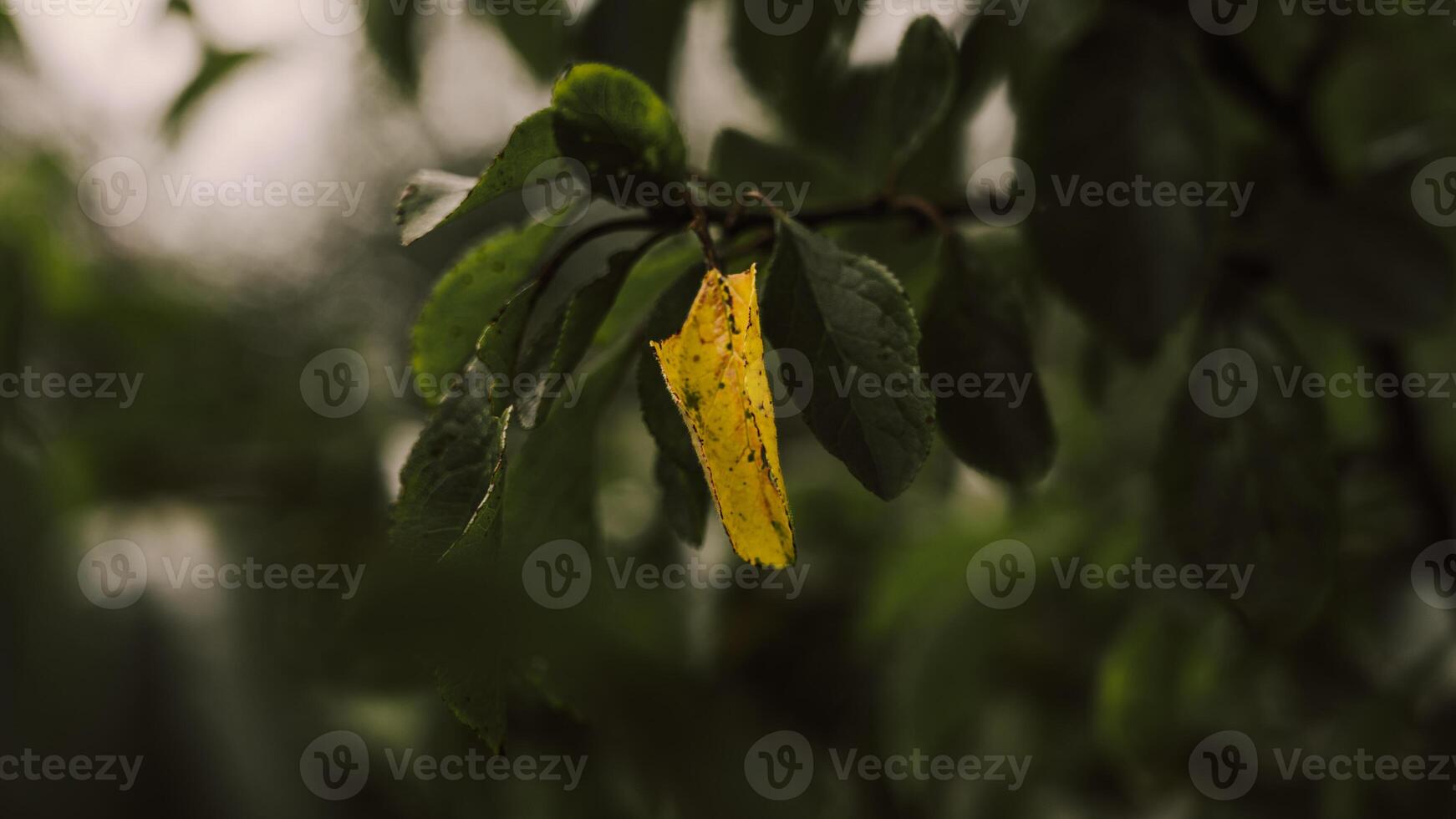 A yellow, withered leaf on a tree among healthy green leaves photo