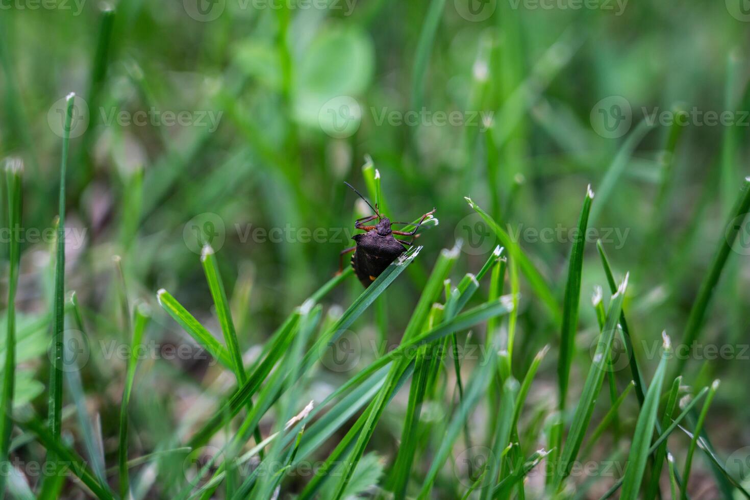 Brown marmorated stink bug is sitting on the grass. An insect in the grass photo