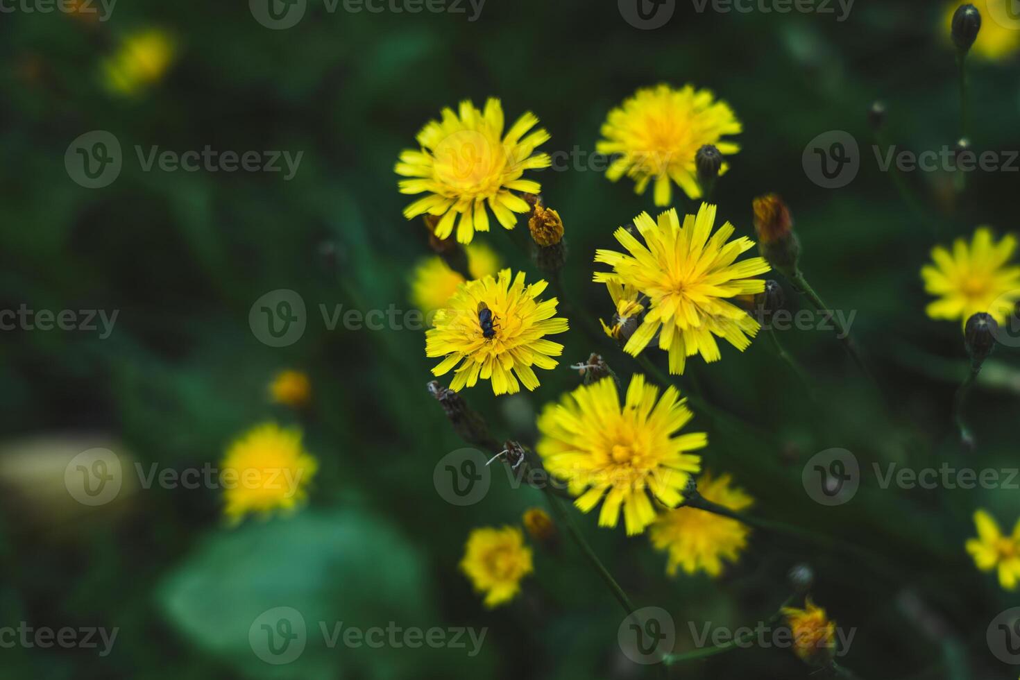 A fly is sitting on a dandelion. Yellow Dandelion Plantation photo