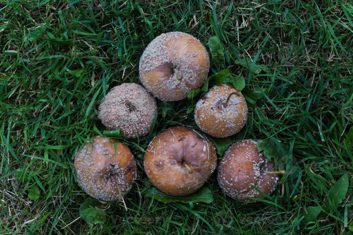 Six rotten apples stacked in a pyramid lie in the thick grass photo