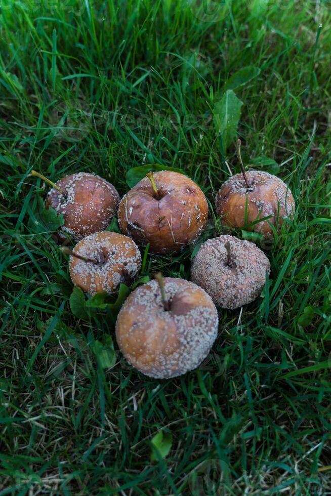 Six rotten apples stacked in a pyramid lie in the thick grass photo