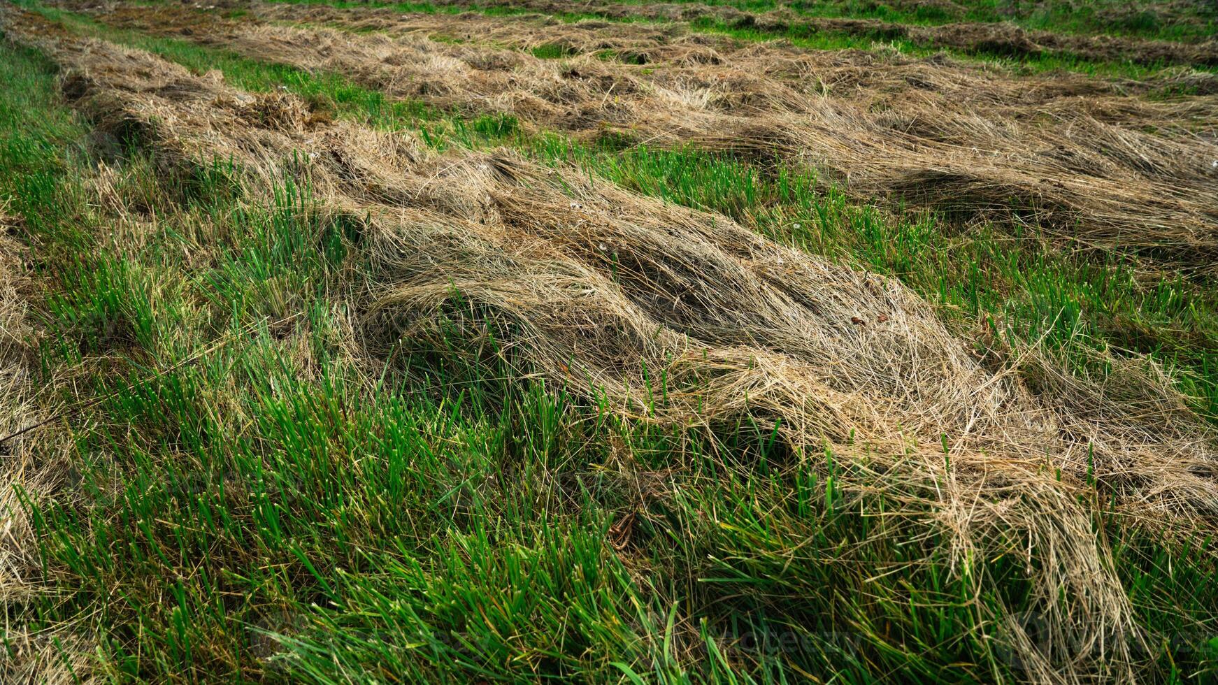 Mown and dried grass in a field in the village photo