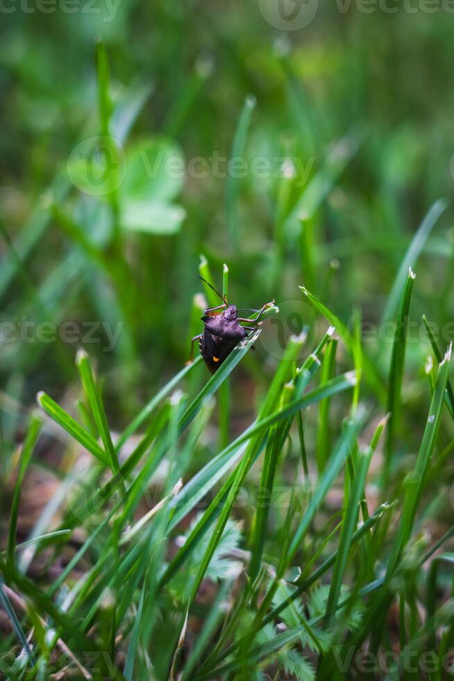 Brown marmorated stink bug is sitting on the grass. An insect in the grass photo