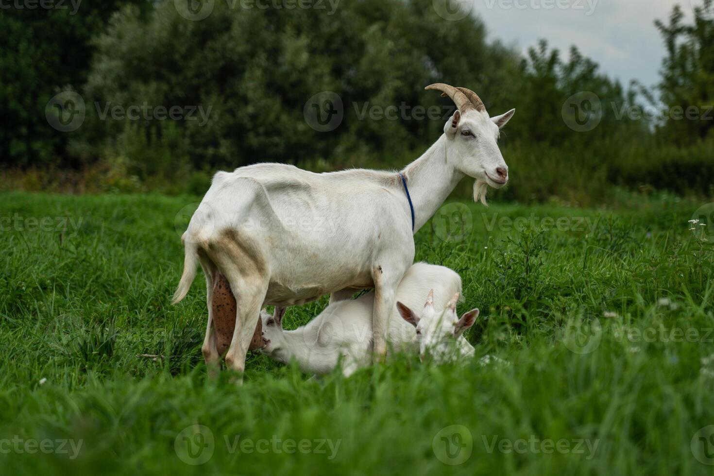 A goat feeds a kid. A goat and baby goats graze in the thick, tall grass photo