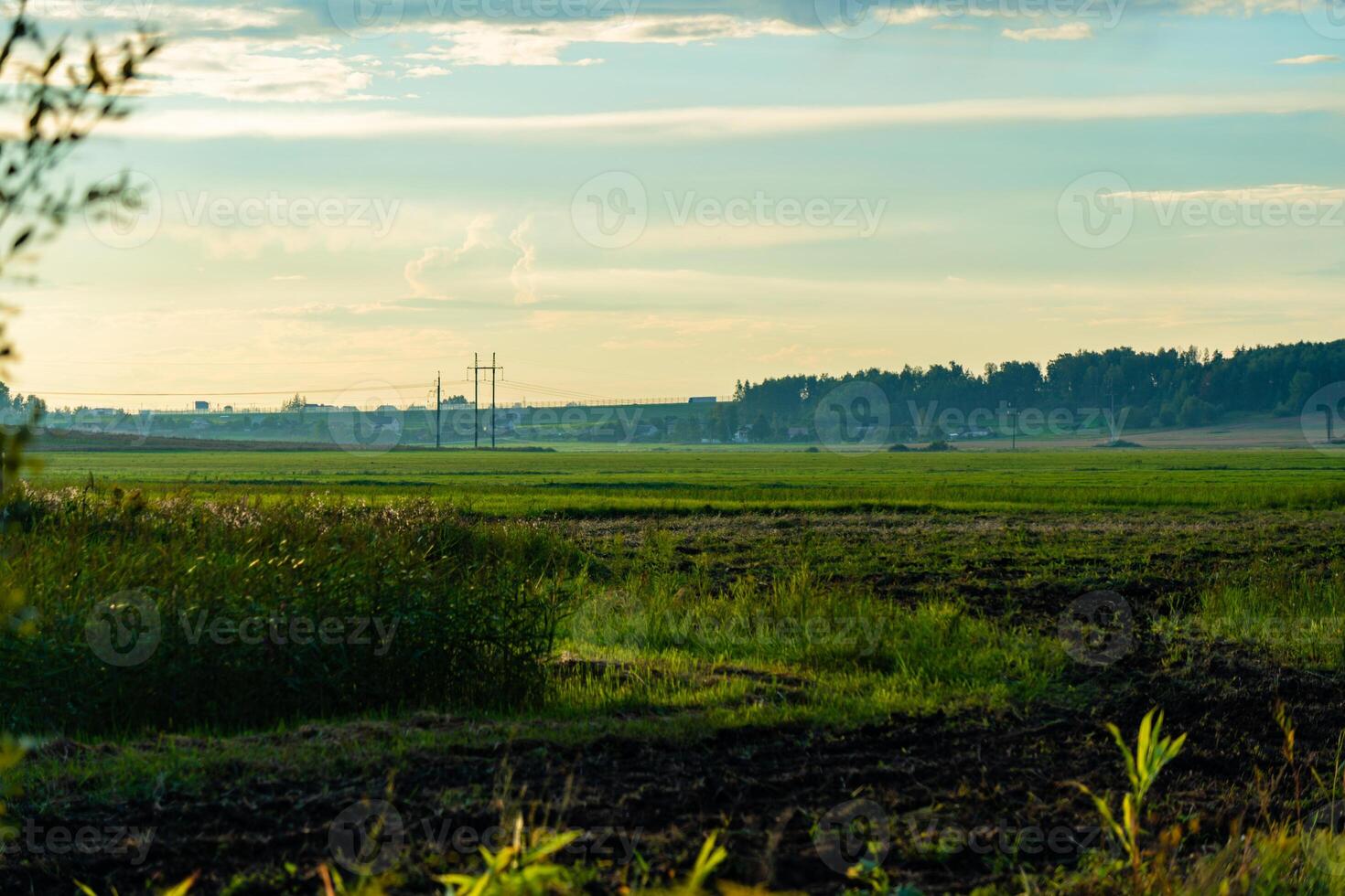 A green farmer's field in the evening at sunset. Fog over a green field photo