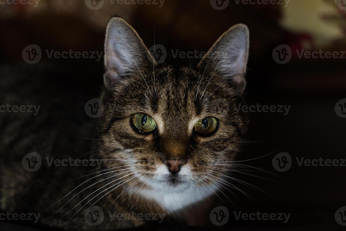 A curious cat looking into the distance in the evening in the dark photo