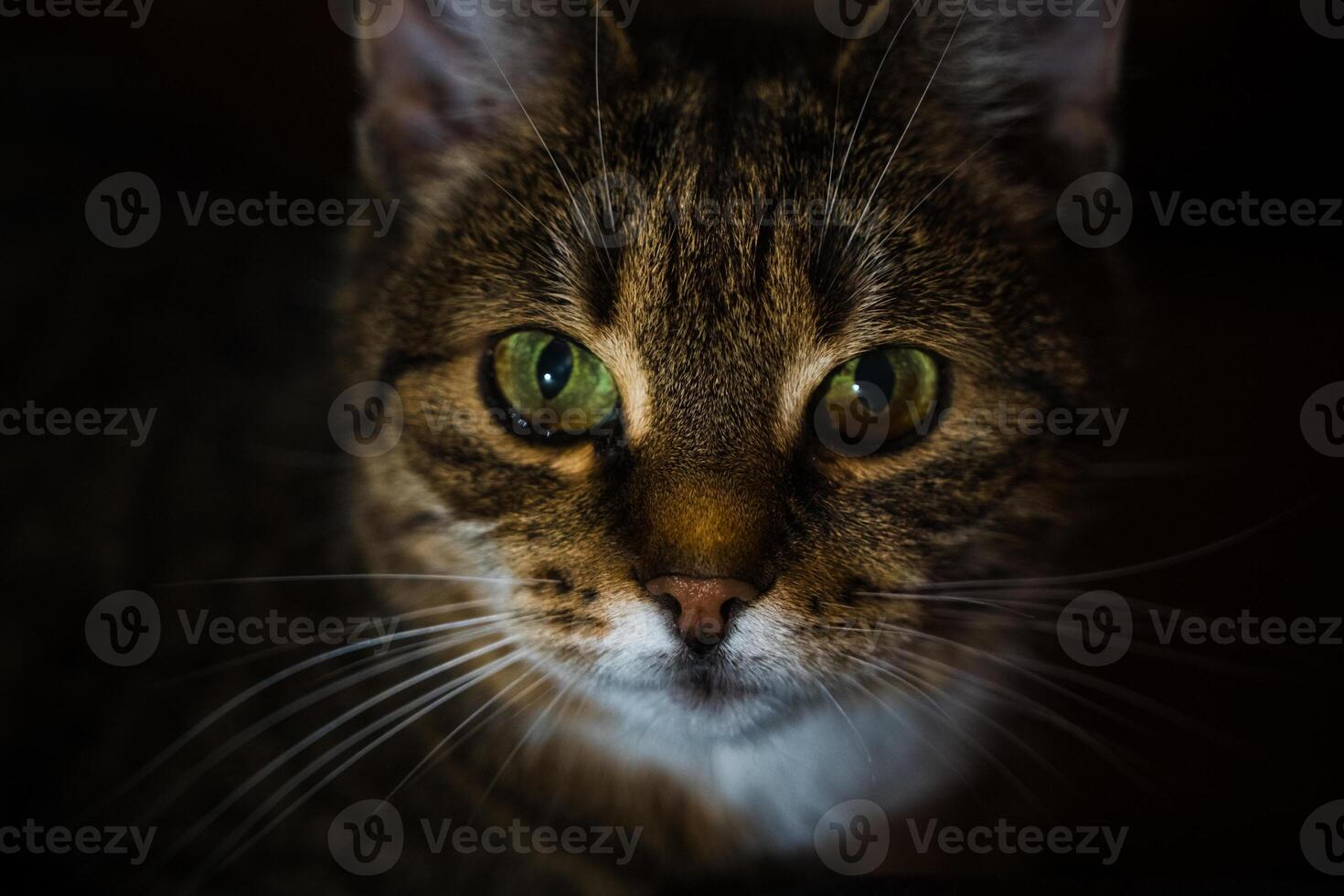 A curious cat lies on the couch in the evening in the dark photo