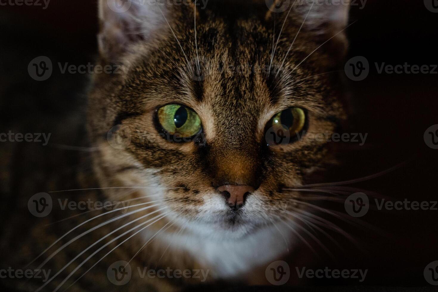 A curious cat looking into the distance in the evening in the dark photo
