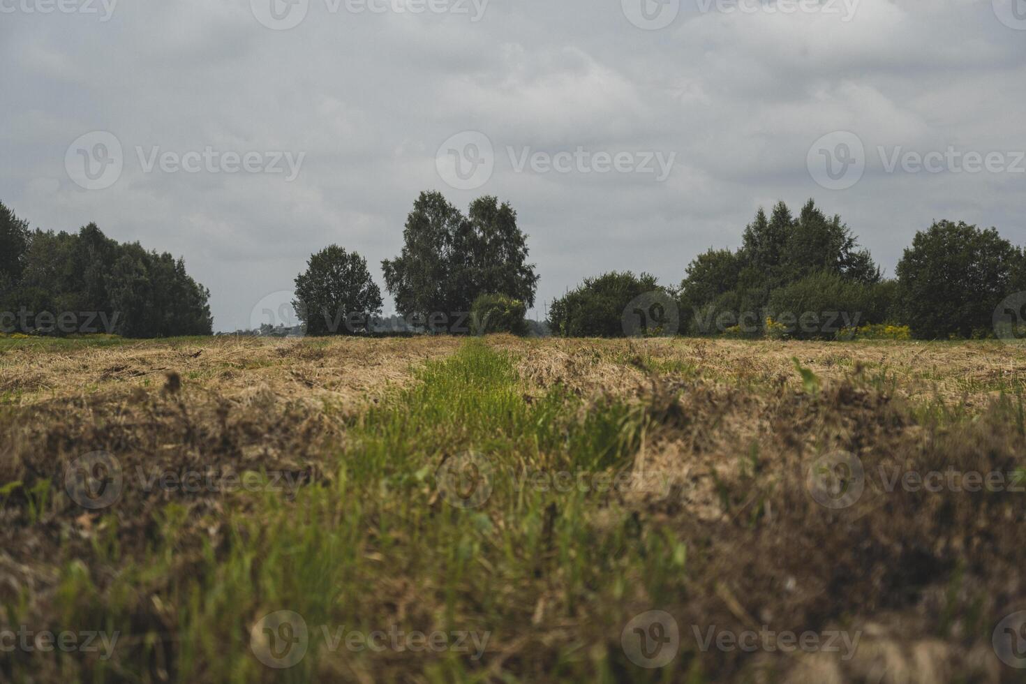 Mown and dried grass in a field in the village photo
