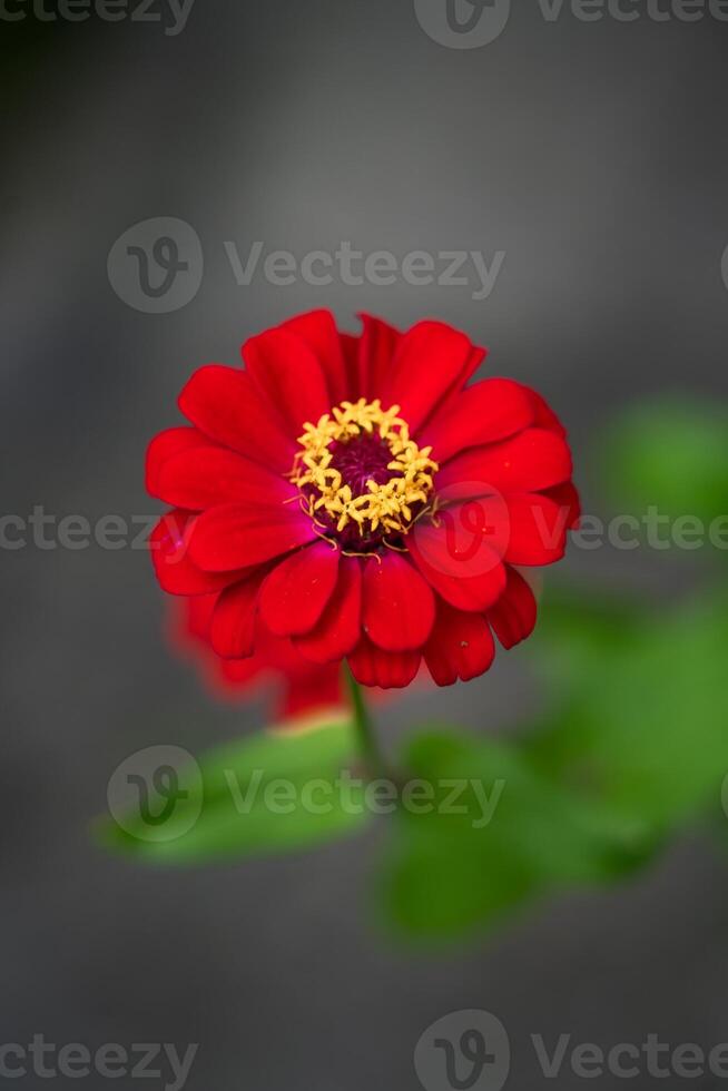 Red Common zinnia growing in the garden at the house on a flower bed photo