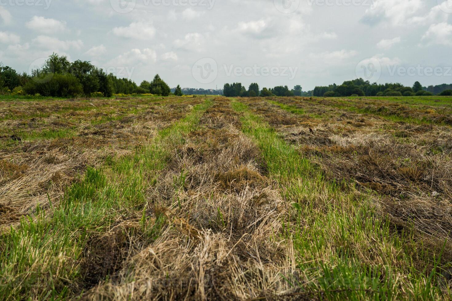 Mown and dried grass in a field in the village photo