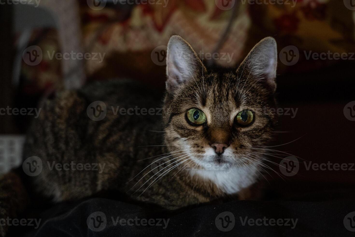 A curious cat lying on the couch in the evening in the dark photo